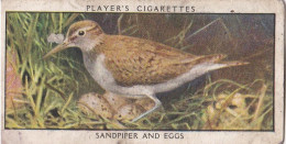 Wild Birds 1932 - Original Players Cigarette Card - 33 Sandpiper & Eggs - Player's