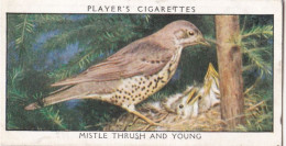 Wild Birds 1932 - Original Players Cigarette Card - 38 Mistle Thrush & Young - Player's