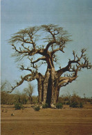 HAUTE-VOLTA  LE BAOBAB - Burkina Faso