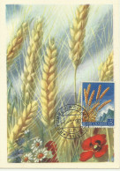 Carte Maximum - San Marino - Wheat - Blé - Grano - Trigo - Brieven En Documenten