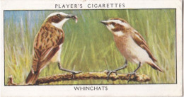 Wild Birds 1932 - Original Players Cigarette Card - 46 Winchats - Player's