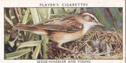 Wild Birds 1932 - Original Players Cigarette Card - 44 Sedge Warbler - Player's