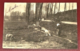 LINKEBEEK  -    Weide  -   La  Prairie    -   1904    - - Linkebeek