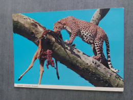 Africa / Kenya - Leopard / John Hinde Edition - Kenya