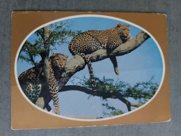 Africa / Kenya - Leopard / Elite Edition - Kenya