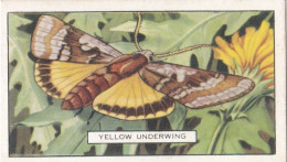 Butterflies & Moths 1938 - Gallaher Cigarette Card - 27 Yellow Underwing - Ogden's