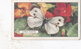 Butterflies & Moths 1938 - Gallaher Cigarette Card - 45 Large White - Ogden's