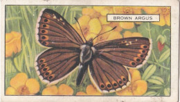 Butterflies & Moths 1938 - Gallaher Cigarette Card - 23 Brown Argus - Ogden's