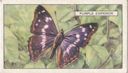 Butterflies & Moths 1938 - Gallaher Cigarette Card - 3 Purple Emperor - Ogden's