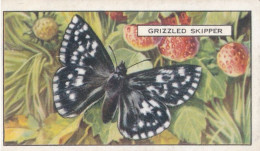 Butterflies & Moths 1938 - Gallaher Cigarette Card - 7 Grizzled Skipper - Ogden's