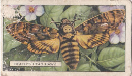 Butterflies & Moths 1938 - Gallaher Cigarette Card - 24 Deaths Head Hawk - Ogden's