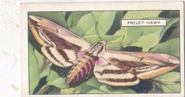 Butterflies & Moths 1938 - Gallaher Cigarette Card - 26 Privet Hawk - Gallaher