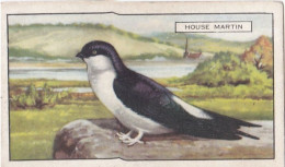 British Birds 1937 - Gallaher Cigarette Card - 10 House Martin - Gallaher