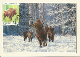 Carte Maximum - Pologne - Bisonte -  European Bison - Bison Bonasus - Cartes Maximum