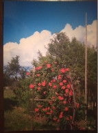 Šipek - Rosa. Hibiscus. - Geneeskrachtige Planten