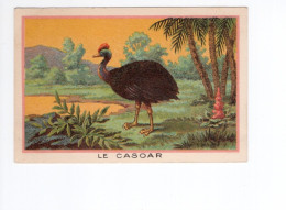 Chromo Oiseau Le CASOAR Didactique Au Dos 105 X 70 Mm TB 2 Scans - Andere & Zonder Classificatie