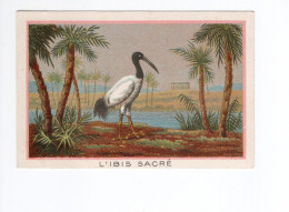 Chromo Oiseau L'IBIS SACRÉ Didactique Au Dos 105 X 70 Mm TB 2 Scans - Andere & Zonder Classificatie