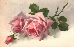Catharina KLEIN - Cpa Illustrateur - Rose Fleur Flower - Klein, Catharina