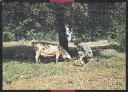 47 - Le Chercheur De Truffes - Le Cochon Truffier à Le Recherche De Truffes - Aquitaine