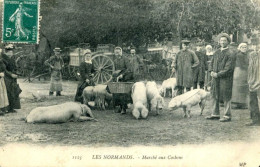 50 LES NORMANDS - MARCHES AUX COCHONS (présentation Des Cochons) RARE - Autres & Non Classés