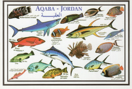 - JORDANIE. - AQABA  - JORDAN - - Jordanien