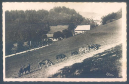 73 LE CHATELARD En BEAUGE  Un Pâturage  Vache Vaches Troupeau - Le Chatelard