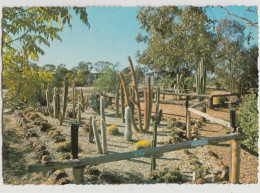 Australia NEW SOUTH WALES NSW Cactus Nursery LIGHTNING RIDGE Murray Views W40 Postcard C1970s - Other & Unclassified