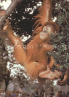 72194515 Affen Sumatra-Orang-Utan Zoo Dresden Affen - Singes