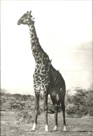 72194440 Giraffe Masai-Giraffenbulle  - Singes