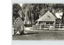 72413217 Bischofswerda Tierpark Pfau Bischofswerda - Bischofswerda