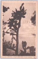 Postkaarten > Europa > Monaco > Exotische Tuin Gebruikt 1934 (13948) - Exotische Tuin