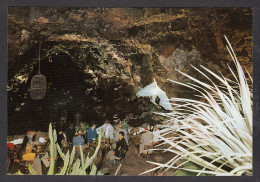 073285/ HARIA, Cueva De Los Jameos Del Agua  - Lanzarote