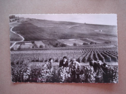 VENDANGES EN CHAMPAGNE - Champagne - Ardenne