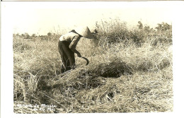 HAIPHONG CARTE PHOTO TRES BON ETAT NON VOYAGEE LA MOISSON DU RIZ MUR - Vietnam