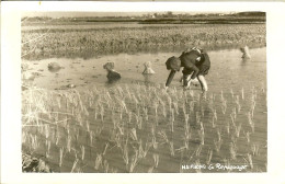 HAIPHONG CARTE PHOTO TRES BON ETAT NON VOYAGEE LE REPIQUAGE DU RIZ - Vietnam