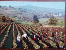 BOURGOGNE - Vendangeur Et Vendangeuses En Layotte Dans Les Vignes. (CPSM) - Bourgogne