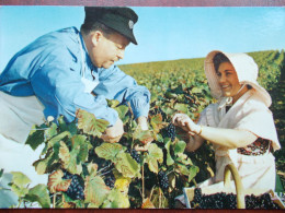 CHAMPAGNE - Vendanges En Champagne - La Cueillette. - Champagne-Ardenne