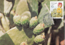 413  Figuier De Barbarie (Opuntia Ficus-indica): C. Maximum Portugal-Madeira - Fig Opuntia Maximum Card. Cactier Cactus - Sukkulenten