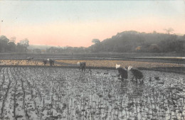 CPA JAPON / CPA DU JAPON / DANS LES RIZIERES / JAPAN - Sonstige & Ohne Zuordnung