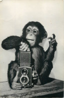 Chimp With Camera - Singes