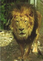 ANIMALS, LION, KARLSRUHE, ZOO, GERMANY, POSTCARD - Lions