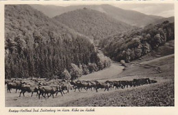 AK 193499 GERMANY - Bad Lauterberg Im Harz - Kühe Im Heimbek - Bad Lauterberg