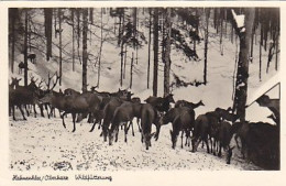 AK 193506 GERMANY - Hahnenklee / Oberharz - Wildfütterung - Oberharz