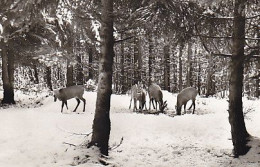 AK 193583 GERMANY - Harz - Oberharz