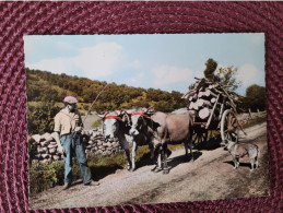 Aubrac Attelage De Boeufs , Transport De Bois - Auvergne