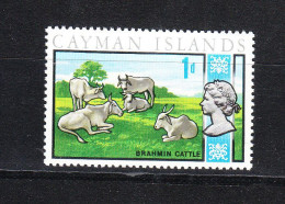 Cayman Island  -   1969. Brahmin Cattle. Bestiame Bovino. MNH - Vacas