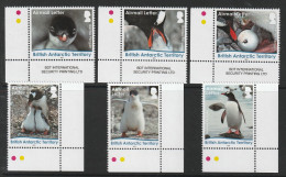 British Antarctic Territory  2016 Lifecycle Of Gentoo Penguins Set  MNH - Autres & Non Classés