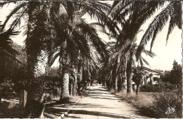 CPSM - LES LECQUES PLAGE  - VAR - AVENUE DES PALMIERS - Les Lecques