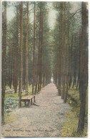 Woodhall Spa, The Pine Woods, 1900s Postcard - Other & Unclassified