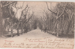 Viareggio, Viale Gino Capponi. Cartolina Viaggiata 1900 - Viareggio